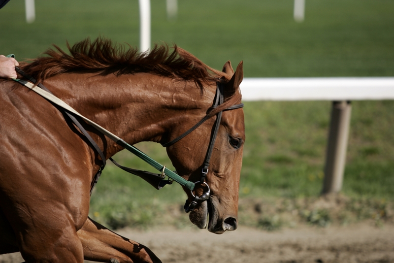 Who knows? Your horse could be the next racing legend.