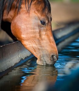 What are some of the hidden costs associated with owning a beautiful horse?